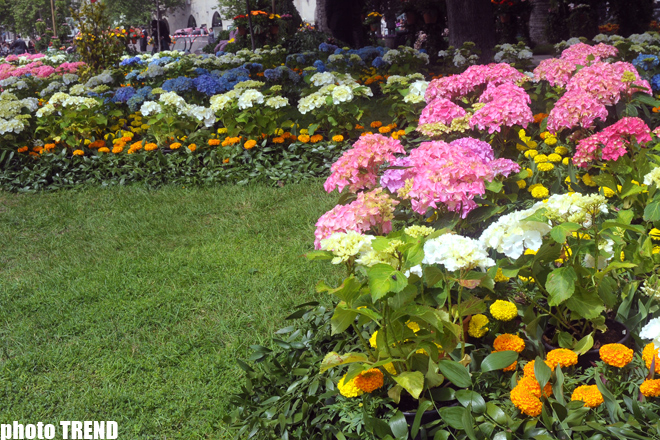 Праздник цветов в Баку (фотосессия)