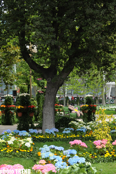 Праздник цветов в Баку (фотосессия)