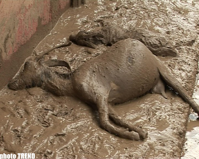 SOS! В Азербайджане разрушена дамба- села остались под водой, оползень- дома беженцев под землей (фотосессия)