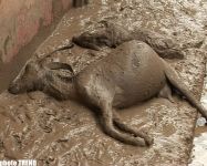 SOS! В Азербайджане разрушена дамба- села остались под водой, оползень- дома беженцев под землей (фотосессия)