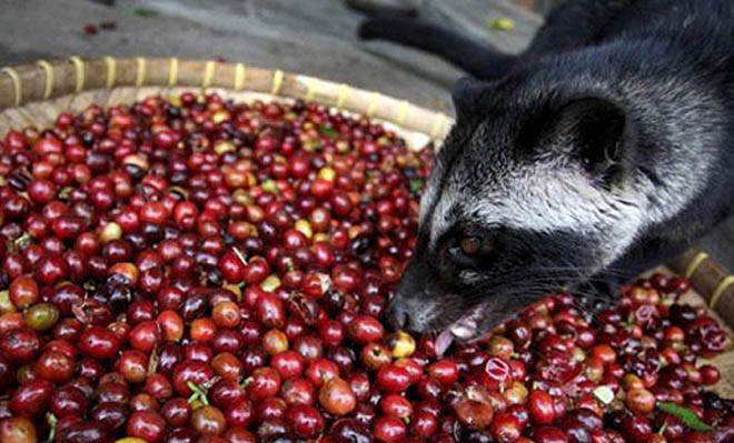 Самая дорогая еда в мире (фотосессия)
