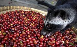 Самая дорогая еда в мире (фотосессия)