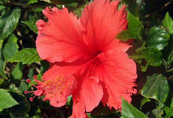 В Баку будет создан Ботанический музей