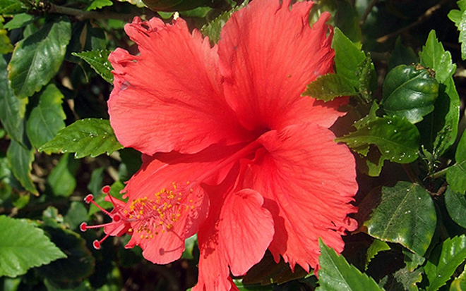 В Баку будет создан Ботанический музей