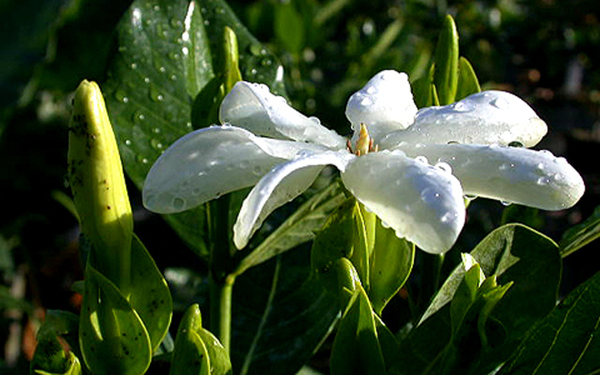 В Азербайджане предложено проверять все растения, ввозимые из-за рубежа