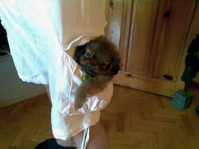 У певицы Саиды Дадашовой в Турции началась "собачья жизнь" (фотосессия)