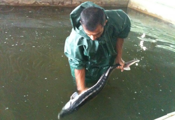 Центробанк Туркменистана намерен профинансировать проект по разведению осетровых на Каспии