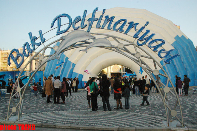 Дельфин с Черного моря рисует флаг Азербайджана, или Необычное шоу в бакинском дельфинарии (фотосессия)