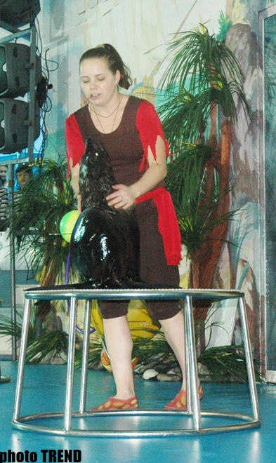 Дельфин с Черного моря рисует флаг Азербайджана, или Необычное шоу в бакинском дельфинарии (фотосессия)