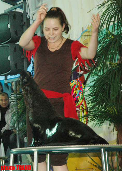 Дельфин с Черного моря рисует флаг Азербайджана, или Необычное шоу в бакинском дельфинарии (фотосессия)