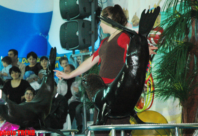 Дельфин с Черного моря рисует флаг Азербайджана, или Необычное шоу в бакинском дельфинарии (фотосессия)