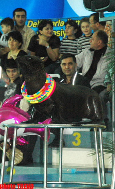 Дельфин с Черного моря рисует флаг Азербайджана, или Необычное шоу в бакинском дельфинарии (фотосессия)