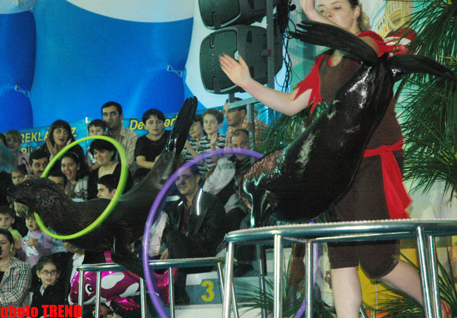 Дельфин с Черного моря рисует флаг Азербайджана, или Необычное шоу в бакинском дельфинарии (фотосессия)