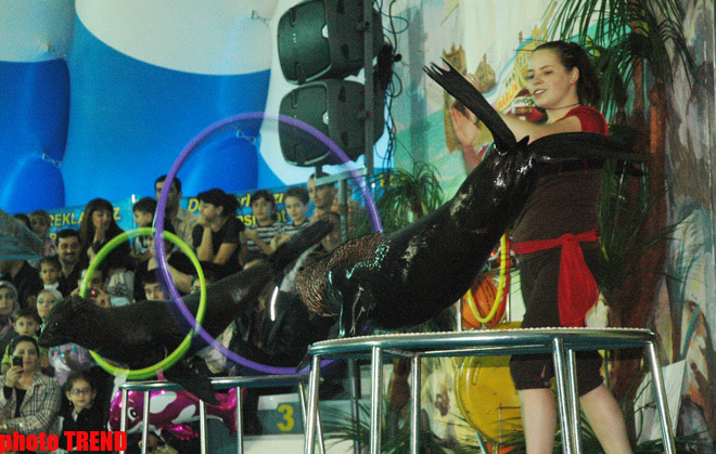 Дельфин с Черного моря рисует флаг Азербайджана, или Необычное шоу в бакинском дельфинарии (фотосессия)