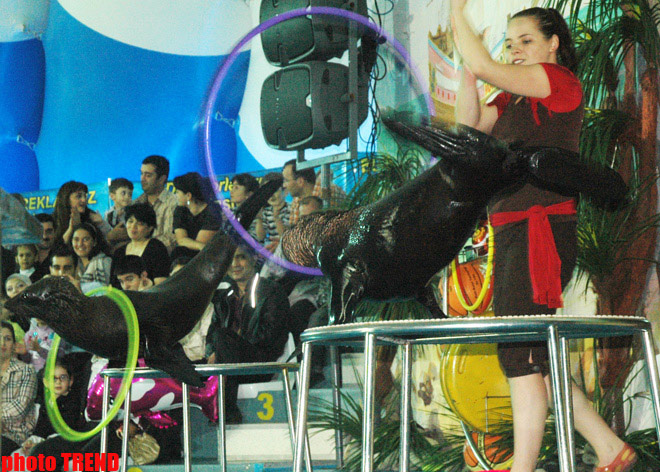 Дельфин с Черного моря рисует флаг Азербайджана, или Необычное шоу в бакинском дельфинарии (фотосессия)