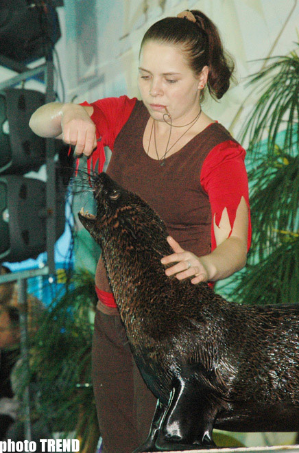 Дельфин с Черного моря рисует флаг Азербайджана, или Необычное шоу в бакинском дельфинарии (фотосессия)