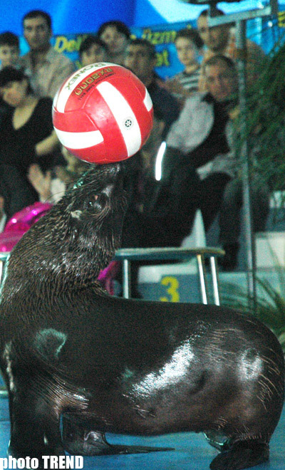 Дельфин с Черного моря рисует флаг Азербайджана, или Необычное шоу в бакинском дельфинарии (фотосессия)