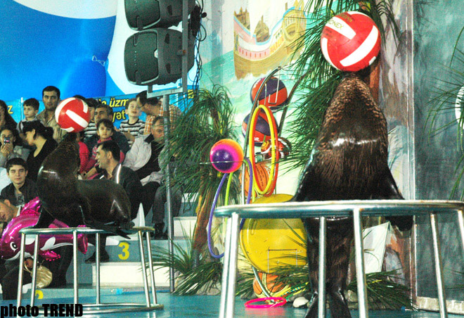 Дельфин с Черного моря рисует флаг Азербайджана, или Необычное шоу в бакинском дельфинарии (фотосессия)