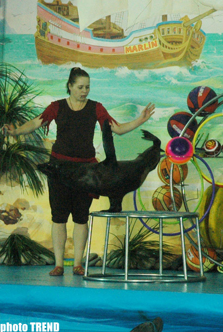 Дельфин с Черного моря рисует флаг Азербайджана, или Необычное шоу в бакинском дельфинарии (фотосессия)