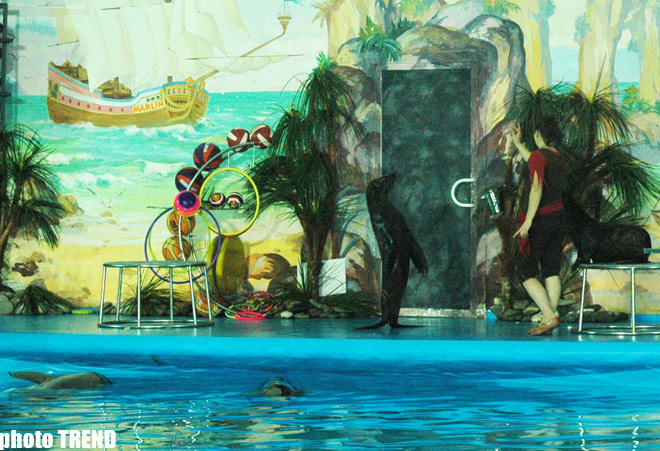 Дельфин с Черного моря рисует флаг Азербайджана, или Необычное шоу в бакинском дельфинарии (фотосессия)