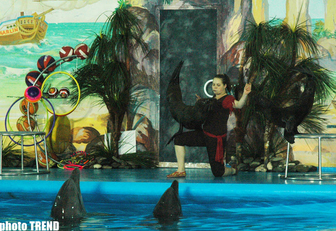 Дельфин с Черного моря рисует флаг Азербайджана, или Необычное шоу в бакинском дельфинарии (фотосессия)