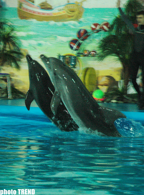 Дельфин с Черного моря рисует флаг Азербайджана, или Необычное шоу в бакинском дельфинарии (фотосессия)