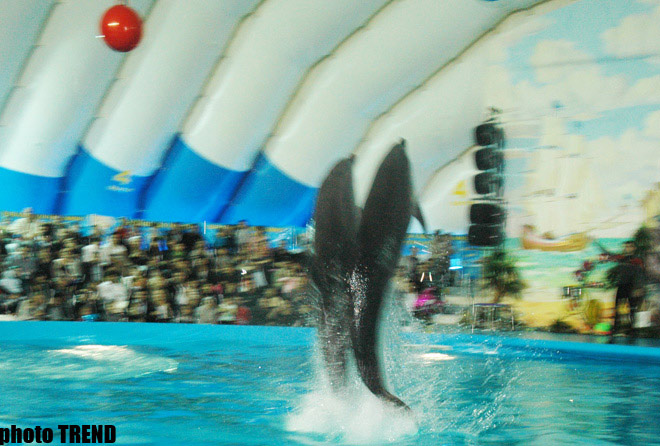 Дельфин с Черного моря рисует флаг Азербайджана, или Необычное шоу в бакинском дельфинарии (фотосессия)