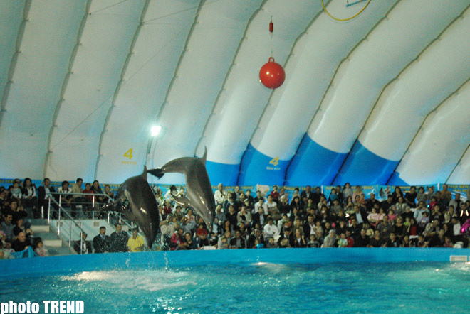 Дельфин с Черного моря рисует флаг Азербайджана, или Необычное шоу в бакинском дельфинарии (фотосессия)