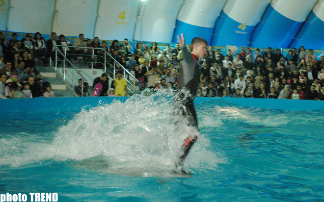 Дельфин с Черного моря рисует флаг Азербайджана, или Необычное шоу в бакинском дельфинарии (фотосессия)