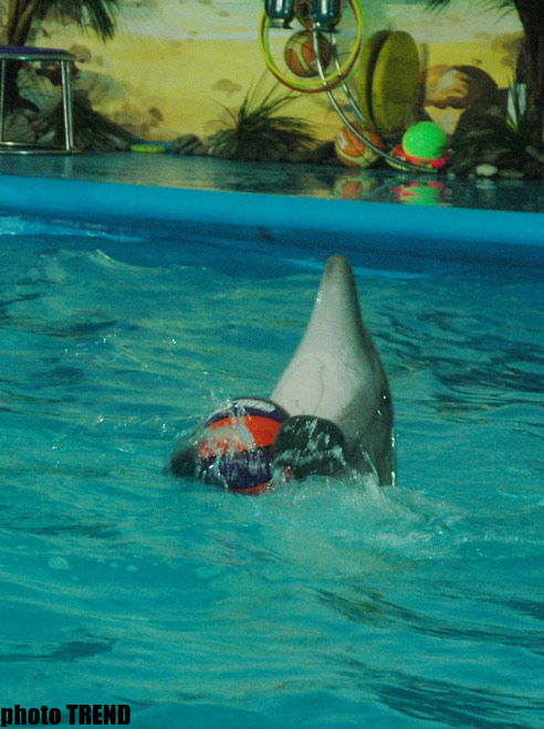 Дельфин с Черного моря рисует флаг Азербайджана, или Необычное шоу в бакинском дельфинарии (фотосессия)