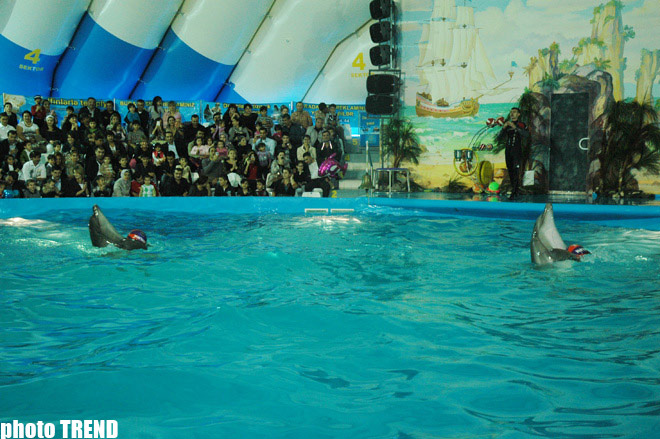 Дельфин с Черного моря рисует флаг Азербайджана, или Необычное шоу в бакинском дельфинарии (фотосессия)