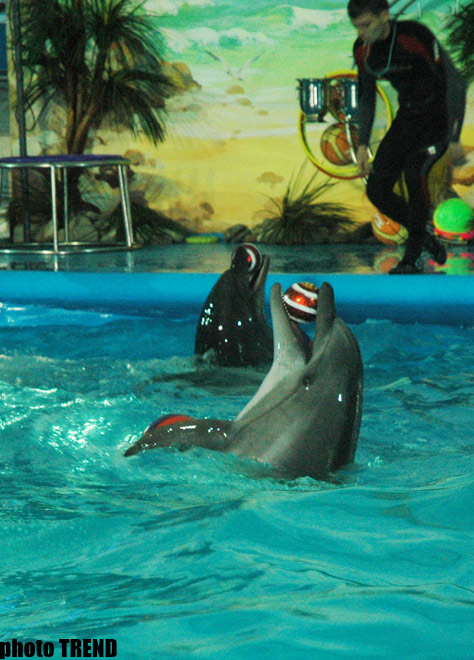 Дельфин с Черного моря рисует флаг Азербайджана, или Необычное шоу в бакинском дельфинарии (фотосессия)