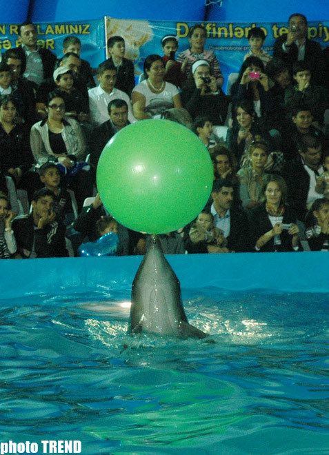 Дельфин с Черного моря рисует флаг Азербайджана, или Необычное шоу в бакинском дельфинарии (фотосессия)