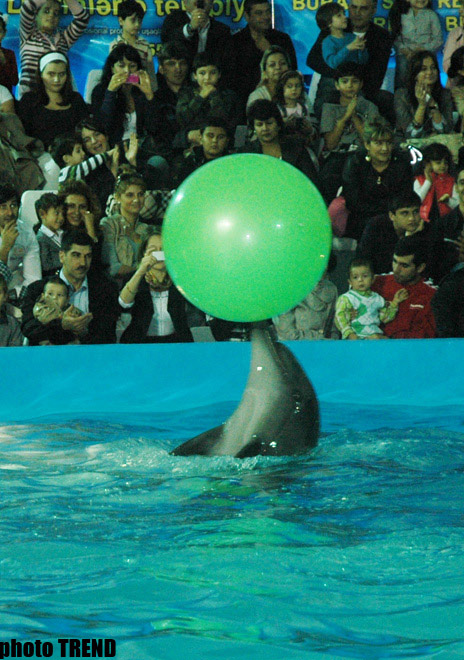 Дельфин с Черного моря рисует флаг Азербайджана, или Необычное шоу в бакинском дельфинарии (фотосессия)