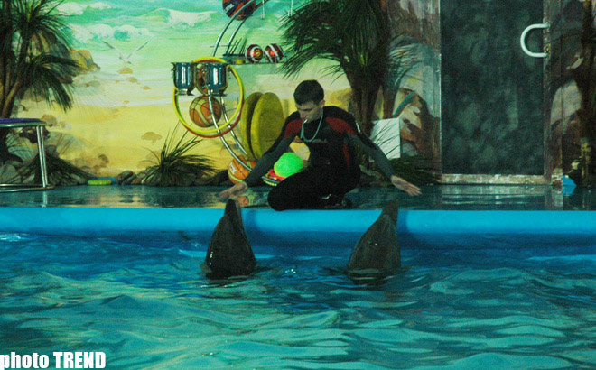 Дельфин с Черного моря рисует флаг Азербайджана, или Необычное шоу в бакинском дельфинарии (фотосессия)