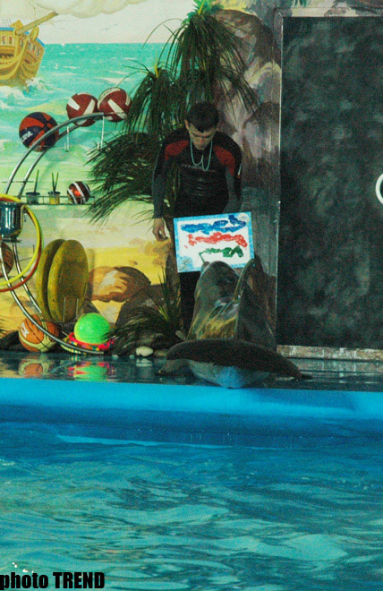 Дельфин с Черного моря рисует флаг Азербайджана, или Необычное шоу в бакинском дельфинарии (фотосессия)