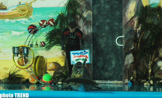 Дельфин с Черного моря рисует флаг Азербайджана, или Необычное шоу в бакинском дельфинарии (фотосессия)