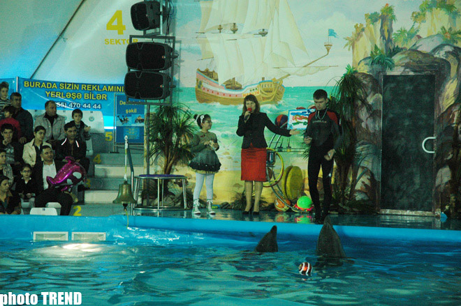 Дельфин с Черного моря рисует флаг Азербайджана, или Необычное шоу в бакинском дельфинарии (фотосессия)