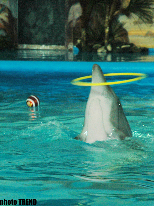 Дельфин с Черного моря рисует флаг Азербайджана, или Необычное шоу в бакинском дельфинарии (фотосессия)