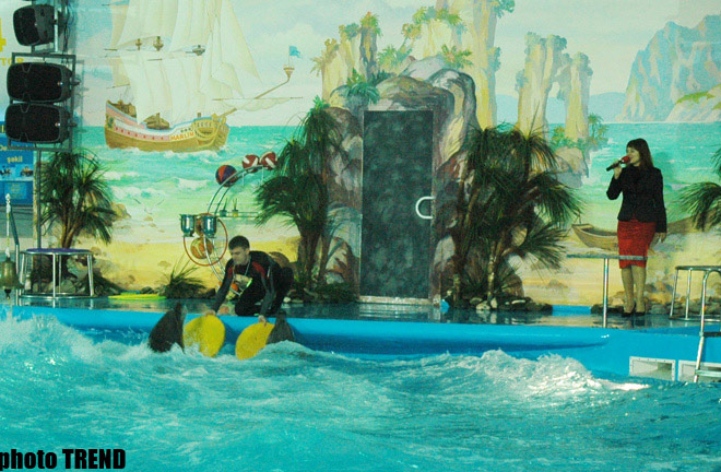 Дельфин с Черного моря рисует флаг Азербайджана, или Необычное шоу в бакинском дельфинарии (фотосессия)