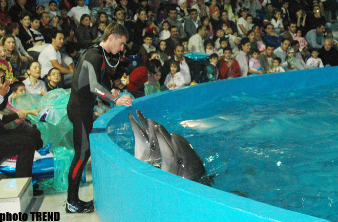 Дельфин с Черного моря рисует флаг Азербайджана, или Необычное шоу в бакинском дельфинарии (фотосессия)