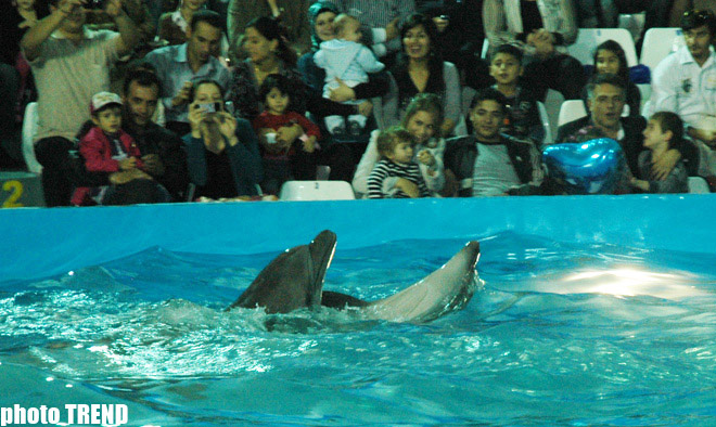 Дельфин с Черного моря рисует флаг Азербайджана, или Необычное шоу в бакинском дельфинарии (фотосессия)