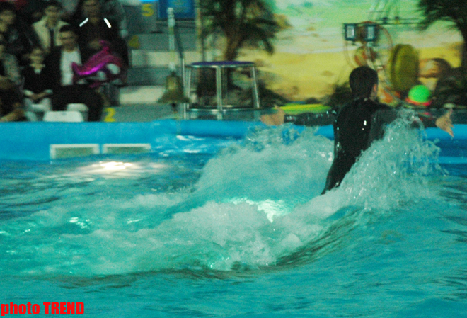 Дельфин с Черного моря рисует флаг Азербайджана, или Необычное шоу в бакинском дельфинарии (фотосессия)