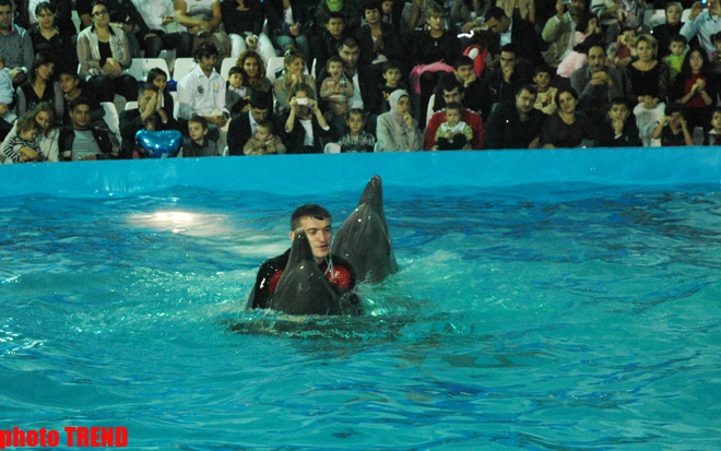 Дельфин с Черного моря рисует флаг Азербайджана, или Необычное шоу в бакинском дельфинарии (фотосессия)