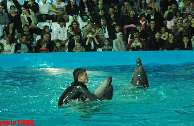 Дельфин с Черного моря рисует флаг Азербайджана, или Необычное шоу в бакинском дельфинарии (фотосессия)