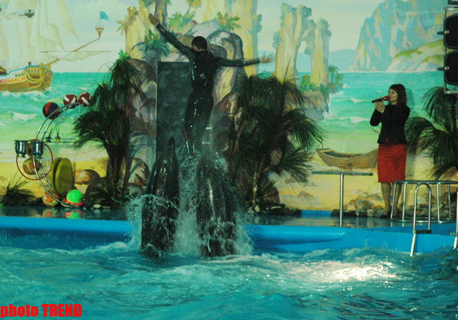 Дельфин с Черного моря рисует флаг Азербайджана, или Необычное шоу в бакинском дельфинарии (фотосессия)