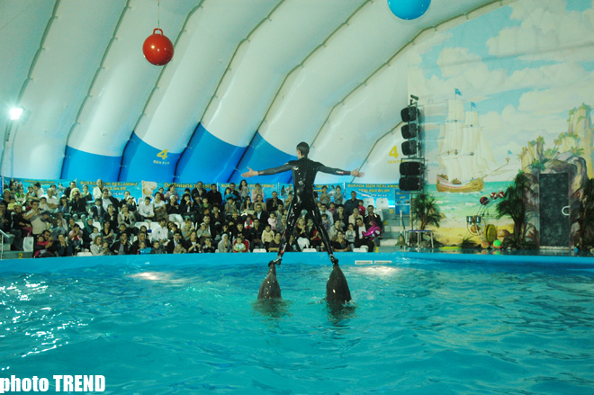 Дельфин с Черного моря рисует флаг Азербайджана, или Необычное шоу в бакинском дельфинарии (фотосессия)