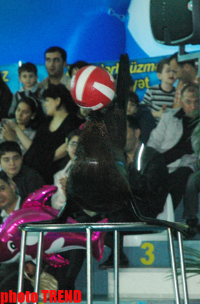 Дельфин с Черного моря рисует флаг Азербайджана, или Необычное шоу в бакинском дельфинарии (фотосессия)