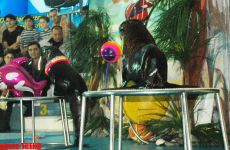 Дельфин с Черного моря рисует флаг Азербайджана, или Необычное шоу в бакинском дельфинарии (фотосессия)