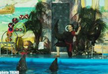 Дельфин с Черного моря рисует флаг Азербайджана, или Необычное шоу в бакинском дельфинарии (фотосессия)